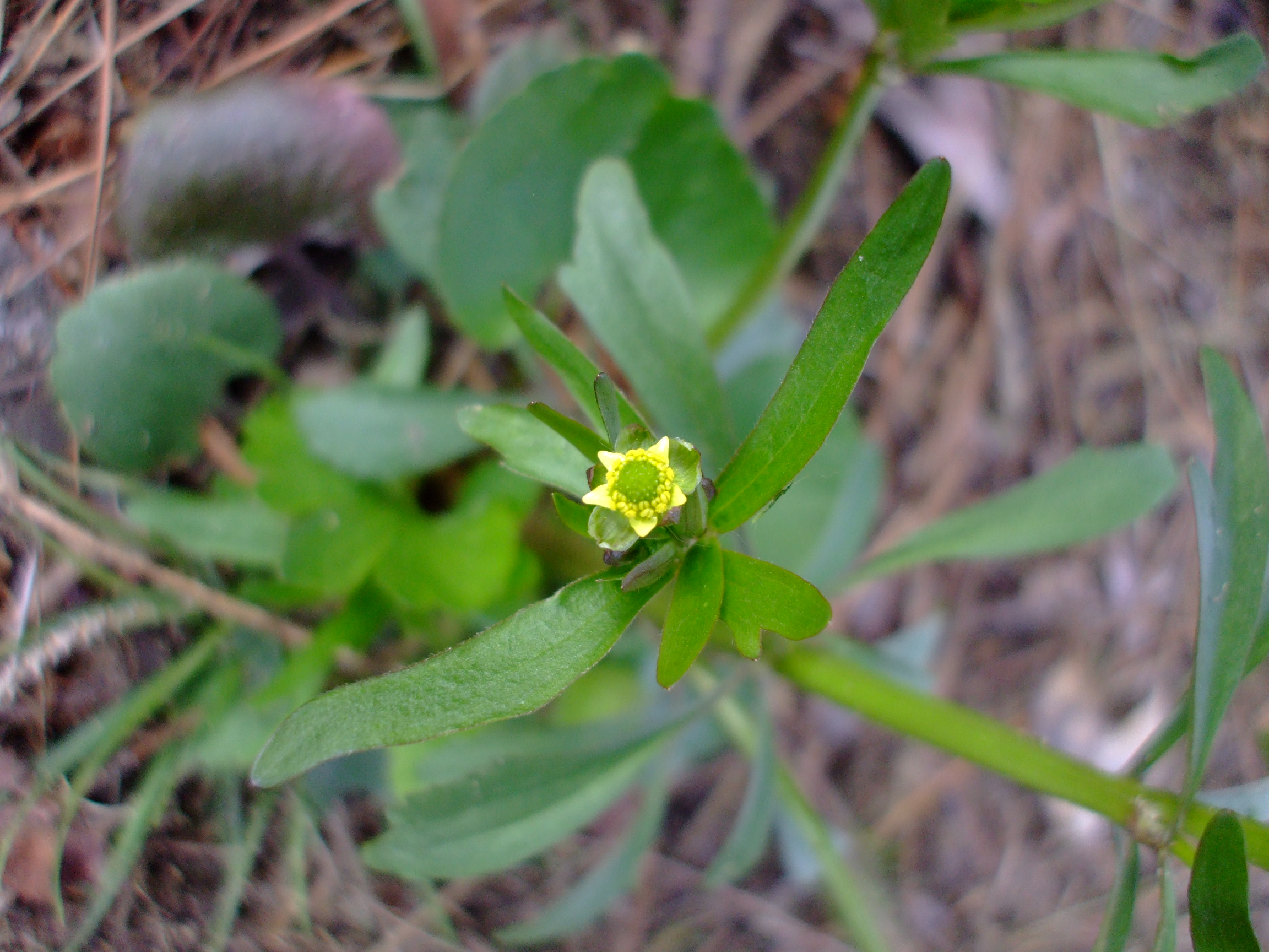Ranunculus abortivus